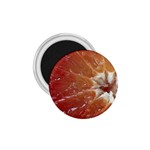 fruits-03 1.75  Magnet