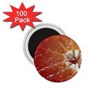 fruits-03 1.75  Magnet (100 pack) 