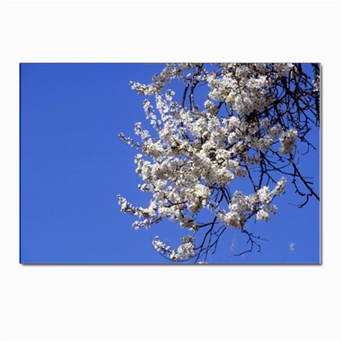 flowers Front