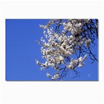 flowers-c4bt Postcard 5  x 7 