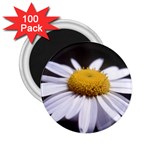 flower-i59e 2.25  Magnet (100 pack) 