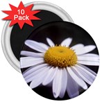 flower-i59e 3  Magnet (10 pack)