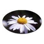 flower-i59e Magnet (Oval)