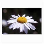 flower-i59e Postcard 5  x 7 