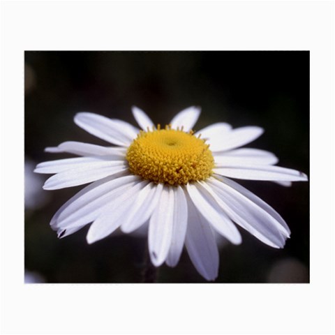 flower Front