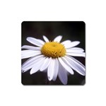flower-i59e Magnet (Square)