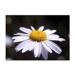 flower-i59e Sticker A4 (10 pack)