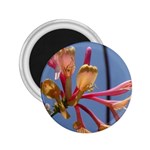 texture-4rs0 2.25  Magnet