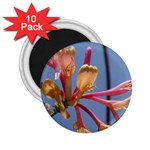 texture-4rs0 2.25  Magnet (10 pack)