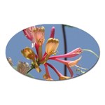 texture-4rs0 Magnet (Oval)
