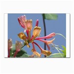 texture-4rs0 Postcard 4 x 6  (Pkg of 10)