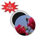 q 1.75  Magnet (10 pack) 
