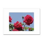 q Sticker A4 (10 pack)