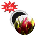 5 1.75  Magnet (10 pack) 
