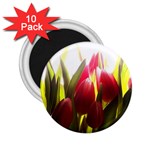 5 2.25  Magnet (10 pack)