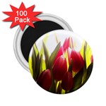 5 2.25  Magnet (100 pack) 