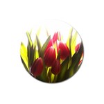 5 Magnet 3  (Round)