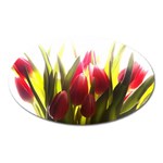 5 Magnet (Oval)