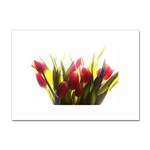 5 Sticker A4 (100 pack)