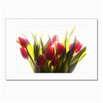 5 Postcards 5  x 7  (Pkg of 10)