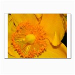15 Postcard 4  x 6 
