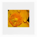 15 Glasses Cloth (Medium)