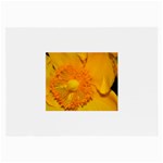 15 Glasses Cloth (Large, Two Sides)