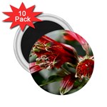 9 2.25  Magnet (10 pack)