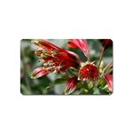 9 Magnet (Name Card)