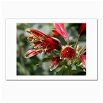 9 Postcards 5  x 7  (Pkg of 10)