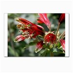 9 Postcard 4 x 6  (Pkg of 10)