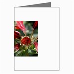 9 Greeting Cards (Pkg of 8)
