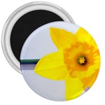 n 3  Magnet