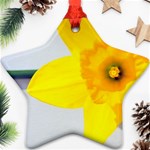 n Ornament (Star)