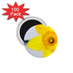 n 1.75  Magnet (100 pack) 