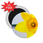 n 2.25  Magnet (10 pack)