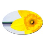 n Magnet (Oval)