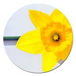 n Magnet 5  (Round)