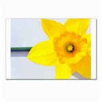 n Postcard 4  x 6 