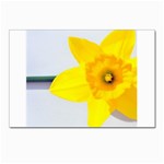 n Postcard 5  x 7 