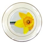 n Porcelain Plate