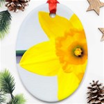 n Oval Ornament (Two Sides)