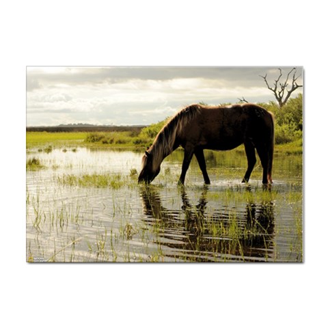 Horse in the Water Sticker A4 (10 pack) from ArtsNow.com Front