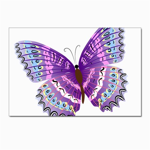 Purple Butterfly Postcards 5  x 7  (Pkg of 10) from ArtsNow.com Front