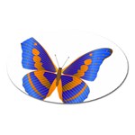 Blue & Orange Butterfly Magnet (Oval)