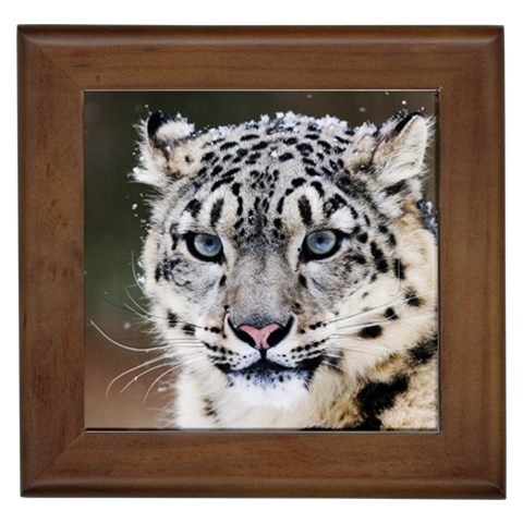 Snow Leopard Framed Tile from ArtsNow.com Front