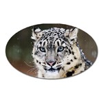 Snow Leopard Magnet (Oval)