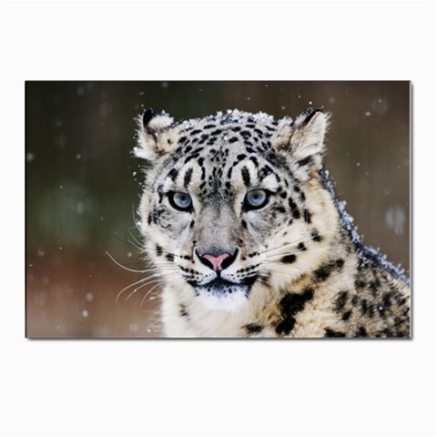 Snow Leopard Postcard 4 x 6  (Pkg of 10) from ArtsNow.com Front