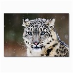 Snow Leopard Postcard 4 x 6  (Pkg of 10)