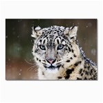 Snow Leopard Postcards 5  x 7  (Pkg of 10)